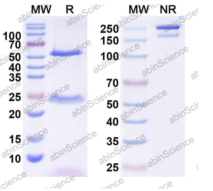 Abinscience InVivoMAb Anti-HCV E1 & E2 Complex Antibody (AR4A) (VK681070-50ug)