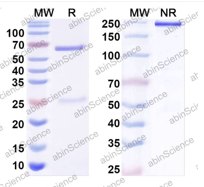 Abinscience InVivoMAb Anti-Human APOC3 Antibody (Iv0249) (HF594010-1mg)