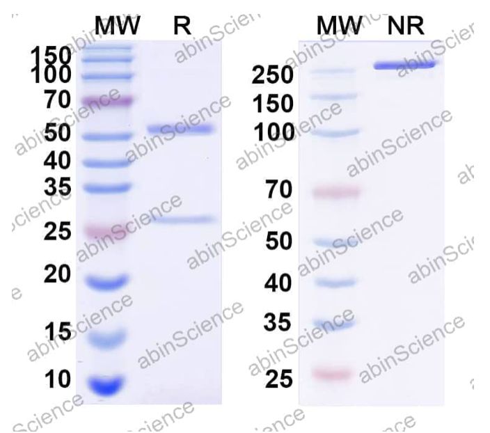 Abinscience InVivoMAb Anti-SARS-CoV-2 RBD Antibody (C121) (VK565130-1mg)