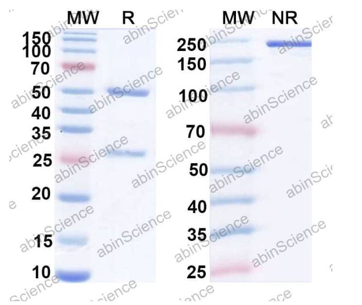 Abinscience InVivoMAb Anti-Hantaan virus Glycoprotein C/Gc Broad-Neutralizing Antibody (Iv0260) (VK646020-1mg)