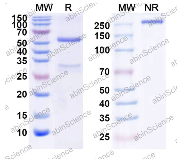 Abinscience InVivoMAb Anti-Human ALK-1 & VEGF Bispecific Antibody (Iv0250) (HW651010-100ug)