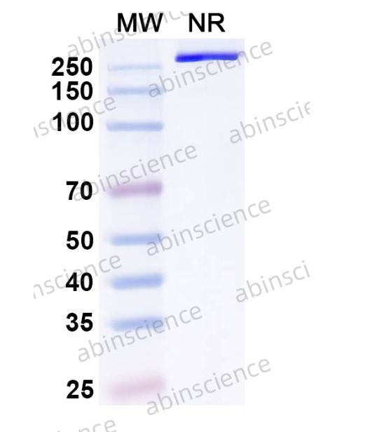 Abinscience InVivoMAb Anti-Hantaan virus Glycoprotein C/Gc Broad-Neutralizing Antibody (Iv0261) (VK646030-1mg)