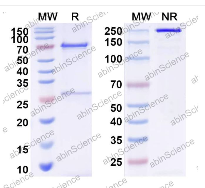 Abinscience InVivoMAb Anti-HAdV-3 L3/CP-H/Protein II Antibody (Iv0220) (VK540010-100ug)