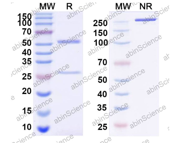 Abinscience InVivoMAb Anti-SARS-CoV-2 RBD Antibody (C135) (VK565140-50ug)