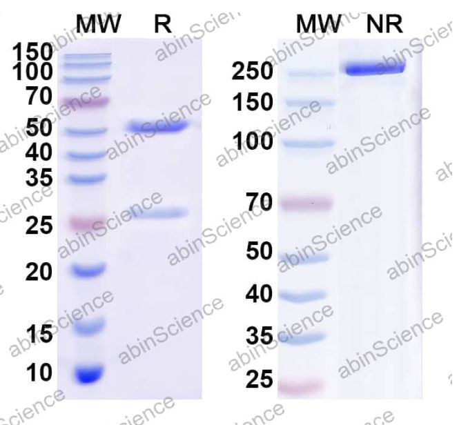 Abinscience InVivoMAb Anti-SARS-CoV-2 RBD Antibody (PR1077) (VK565080-100ug)