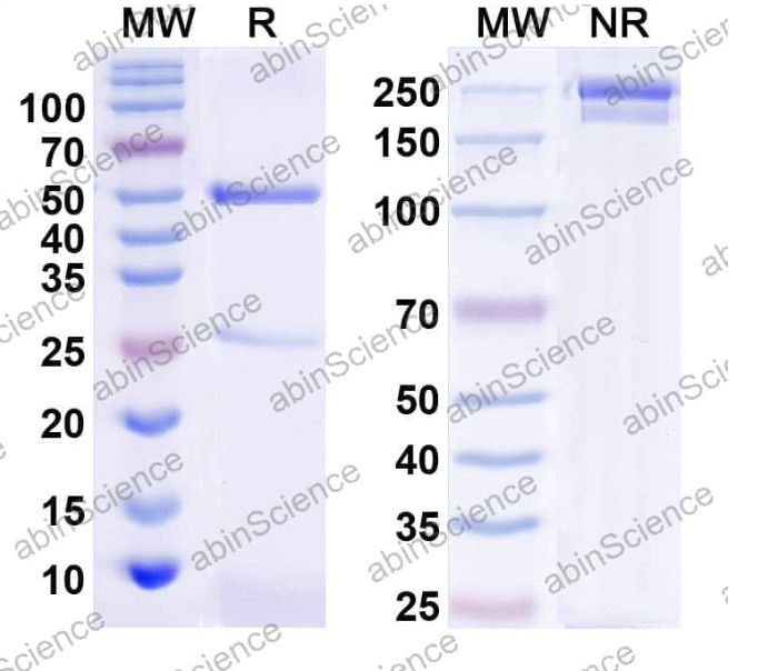 Abinscience InVivoMAb Anti-Streptococcus pneumoniae iga/IgA1 protease Antibody (mAb2) (JN962010-1mg)