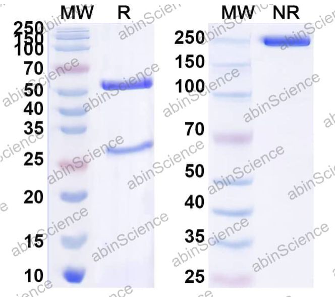Abinscience InVivoMAb Anti-PCV2 Cap/Capsid protein Antibody (3G4) (VK411020-50ug)