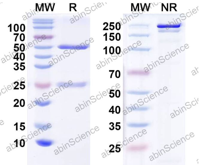 Abinscience InVivoMAb Anti-Human GIPR Antibody (Iv0211) (HW595010-1mg)