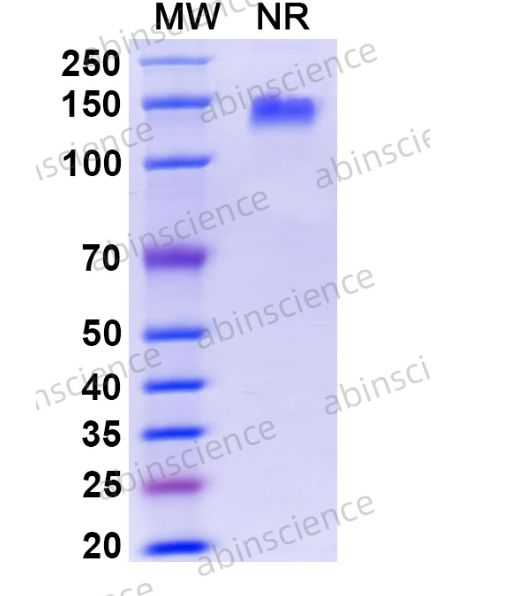 Abinscience InVivoMAb Anti-Mouse IGF-I/IGF-1 Antibody (Iv0223) (MY095010-50ug)