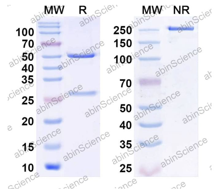 Abinscience InVivoMAb Anti-Human EGFR Antibody (3C10) (HF004010-50ug)