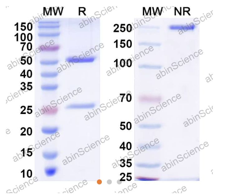 Abinscience InVivoMAb Anti-Human CD79B&CD3 Antibody (BS001) (HW431010-50ug)