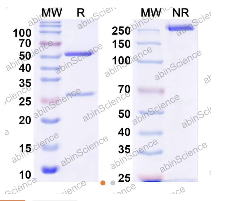 Abinscience InVivoMAb Anti-DENV-2 Envelope protein E/EDIII domain Antibody (2C8) (VK589030-1mg)