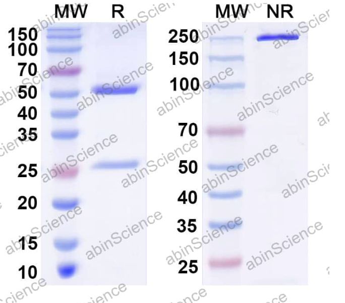 Abinscience InVivoMAb Anti-SARS-CoV-2 RBD (S6P trimer) Antibody (C144) (VK565050-100ug) Abinscience InVivoMAb Anti-SARS-CoV-2 RBD (S6P trimer) Antibody (C144) (VK565050-100ug)