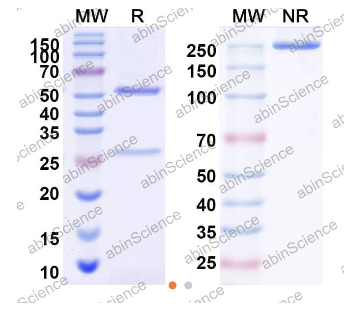 Abinscience InVivoMAb Anti-HeV/NiV Glycoprotein G Antibody (HENV-117) (VK685020-50ug)