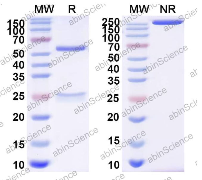 Abinscience InVivoMAb Anti-EV71 Procapsid Antibody (22A12) (VK633010-100ug)