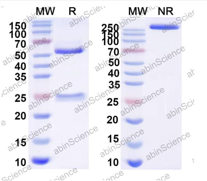 Abinscience InVivoMAb Anti-EV71 Mature virion in Complex Antibody (D6) (VK633040-50ug)