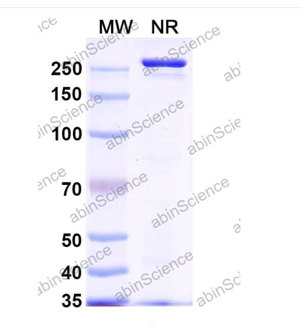 Abinscience InVivoMAb Anti-Nipah virus/NiV Prefusion Protein Antibody (2B12) (VK521050-50ug)