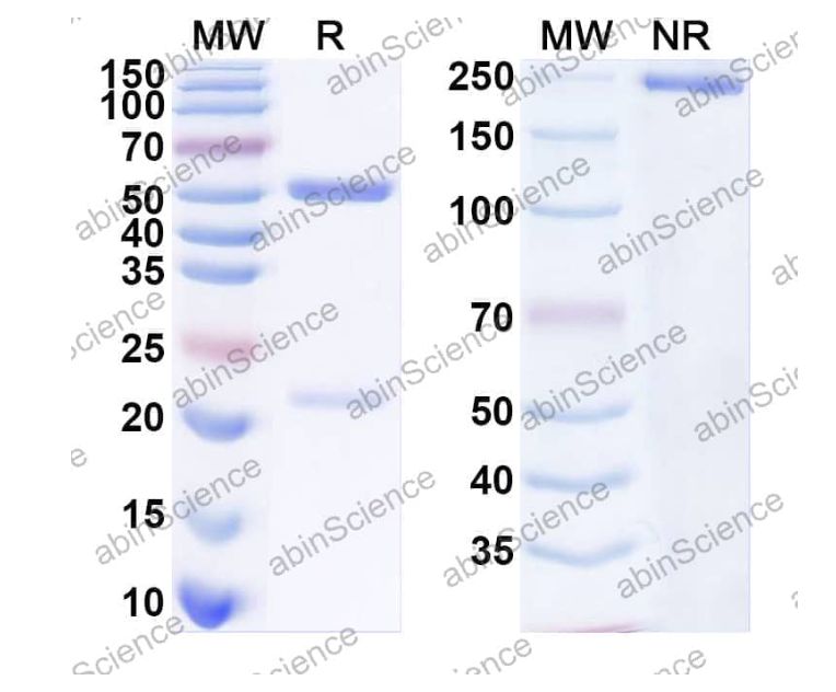 Abinscience InVivoMAb Anti-MERS-CoV S/Spike glycoprotein Antibody (2E6#) (VK800060-100ug)