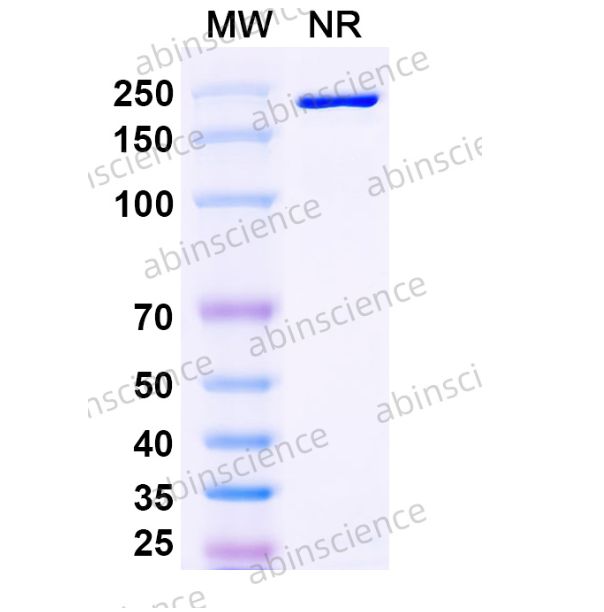 Abinscience InVivoMAb Anti-Human NKp46/NCR1 Antibody (Iv0208) (HF858010-100ug)