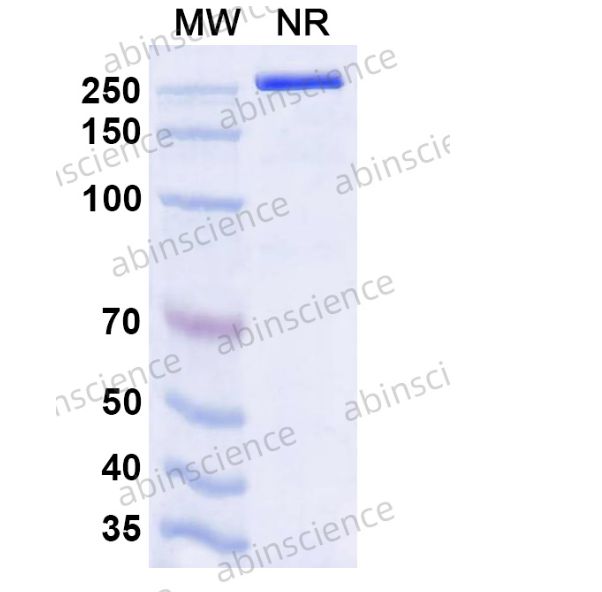Abinscience InVivoMAb Anti-Globo H Antibody (R28) (YP644010-50ug)