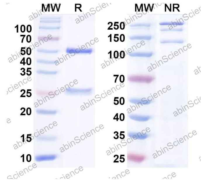 Abinscience InVivoMAb Anti-Human CD3 epsilon Antibody (38E4#) (HY057010-50ug)
