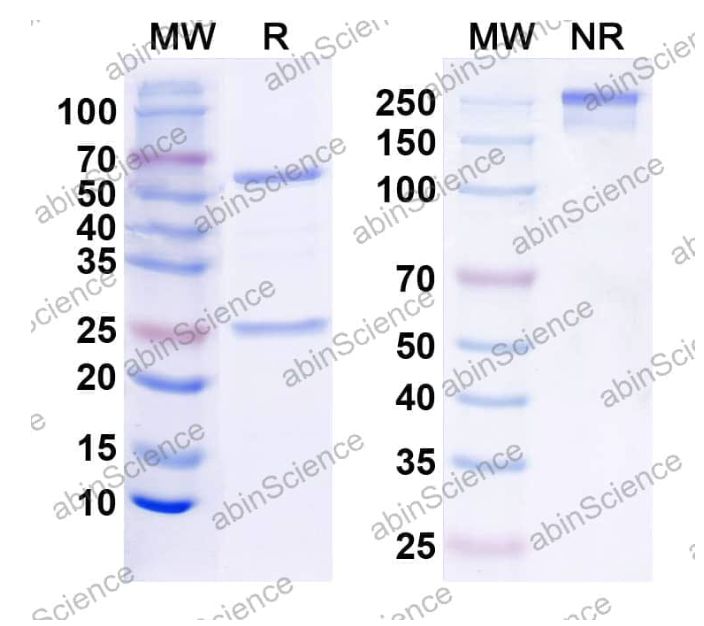 Abinscience InVivoMAb Anti-Human Integrin alpha 4/CD49d Antibody (Iv0201) (HY596010-100ug)