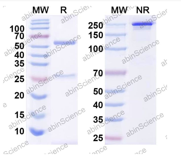 Abinscience InVivoMAb Anti-Human alpha-Synuclein Antibody (9E4#) (HW755050-50ug)