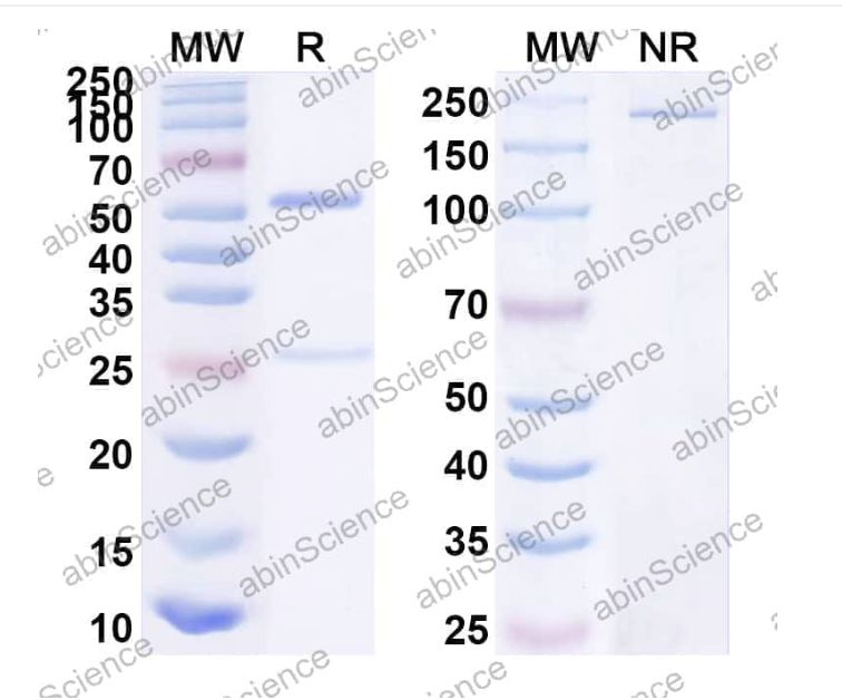 Abinscience InVivoMAb Anti-HSV-1/HHV-1 gD/Envelope glycoprotein D Antibody (Fd138-80) (VK413020-1mg)