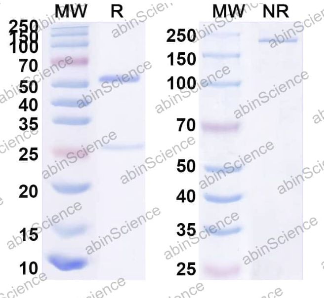 Abinscience InVivoMAb Anti-HHV-5/HCMV Protein UL128 & UL131A Antibody (Iv0187) (VK467010-100ug)