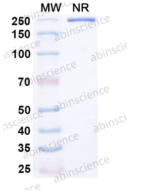 Abinscience InVivoMAb Anti-HCMV gB-neutralizing Antibody (SM5-1) (VK665010-50ug)