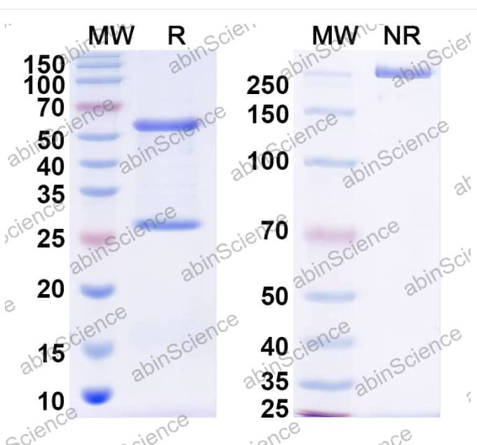 Abinscience InVivoMAb Anti-DENV-2 Pre-membrane protein/prM Antibody (2H2) (VK494030-1mg)