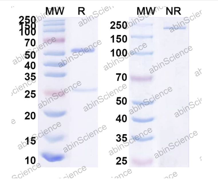 Abinscience InVivoMAb Anti-HSV-1/HHV-1 gB/Envelope glycoprotein B Antibody (Fd79) (VK520020-50ug)