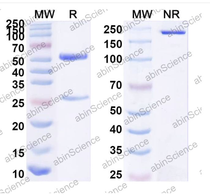 Abinscience InVivoMAb Anti-Human PAUF/ZG16B Antibody (Iv0188) (HB774010-1mg)