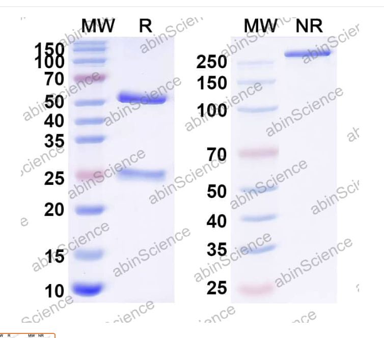 Abinscience InVivoMAb Anti-ZEBOV GP/Envelope glycoprotein Antibody (Iv0196) (VK623020-1mg)