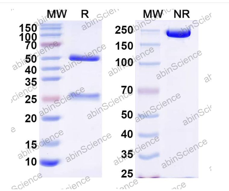 Abinscience InVivoMAb Anti-ZEBOV GP/Envelope glycoprotein Antibody (Iv0197) (VK623030-100ug)