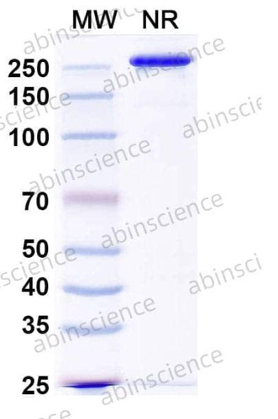 Abinscience InVivoMAb Anti-SEBOV/ZEBOV GP/Envelope glycoprotein Antibody (Iv0198) (VK623050-50ug)