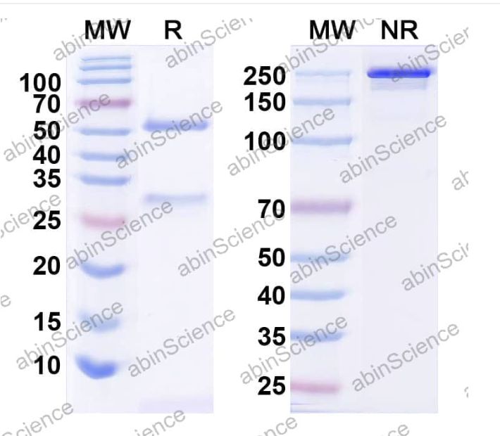 Abinscience InVivoMAb Anti-Human alpha-Synuclein Antibody (Iv0174) (HW755030-1mg)