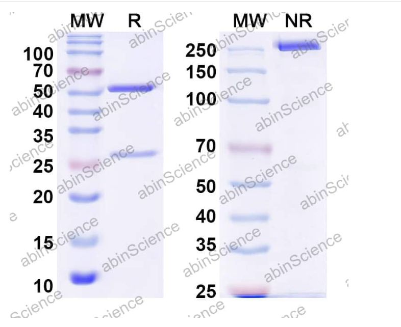 Abinscience InVivoMAb Anti-Escherichia coli shiga toxin type 1/stx1B Antibody (Iv0193) (JN072010-100ug)