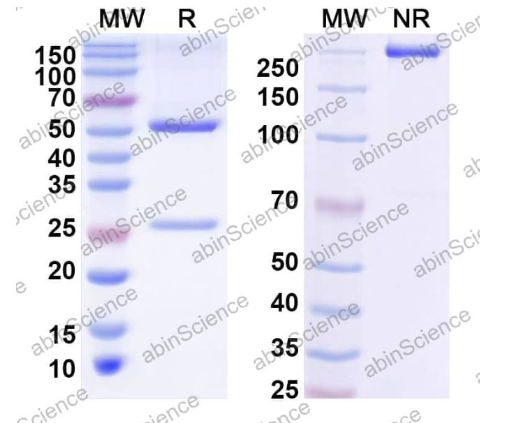 Abinscience InVivoMAb Anti-Escherichia coli shiga toxin type 2/stx2A Antibody (11E10#) (JN822010-100ug)