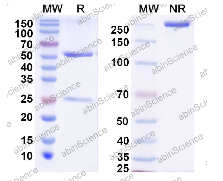 Abinscience InVivoMAb Anti-Poliovirus Capsid protein VP1 Antibody (C3) (VK557010-50ug)