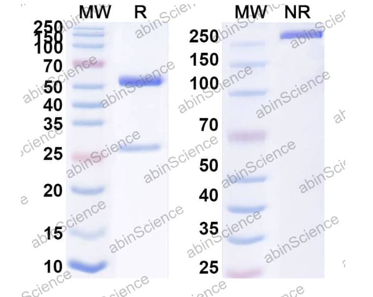 Abinscience InVivoMAb Anti-REBOV/SEBOV/TAFV/ZEBOV NP/Nucleoprotein Antibody (MJ20) (VK518010-100ug)