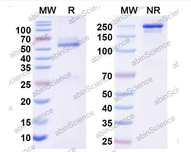 Abinscience InVivoMAb Anti-Human alpha-Synuclein Antibody (Iv0172) (HW755010-1mg)