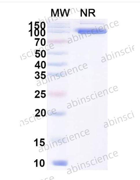 Abinscience InVivoMAb Anti-Poliovirus Capsid protein VP1 Antibody (19B) (VK557020-100ug)