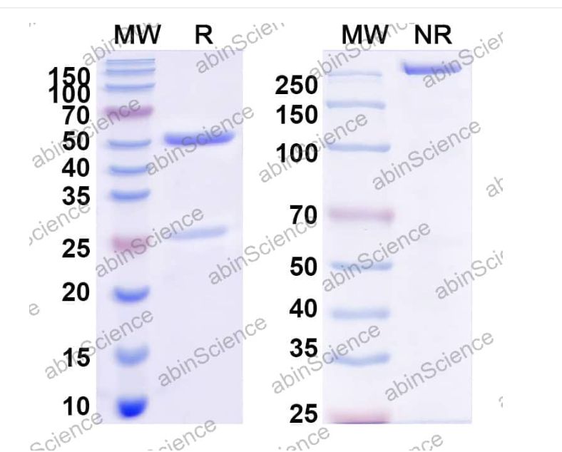 Abinscience InVivoMAb Anti-HCMV/HHV-5 gH/UL75 Antibody (Iv0180) (VK705010-100ug)