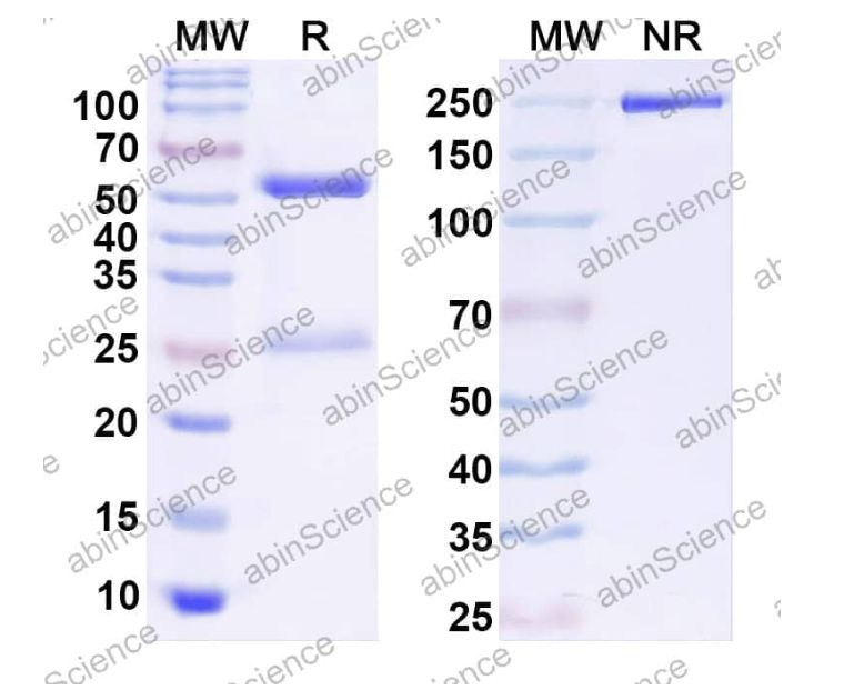 Abinscience InVivoMAb Anti-Human Kallikrein/KLKB1 Antibody (Iv0183) (HY547010-50ug)