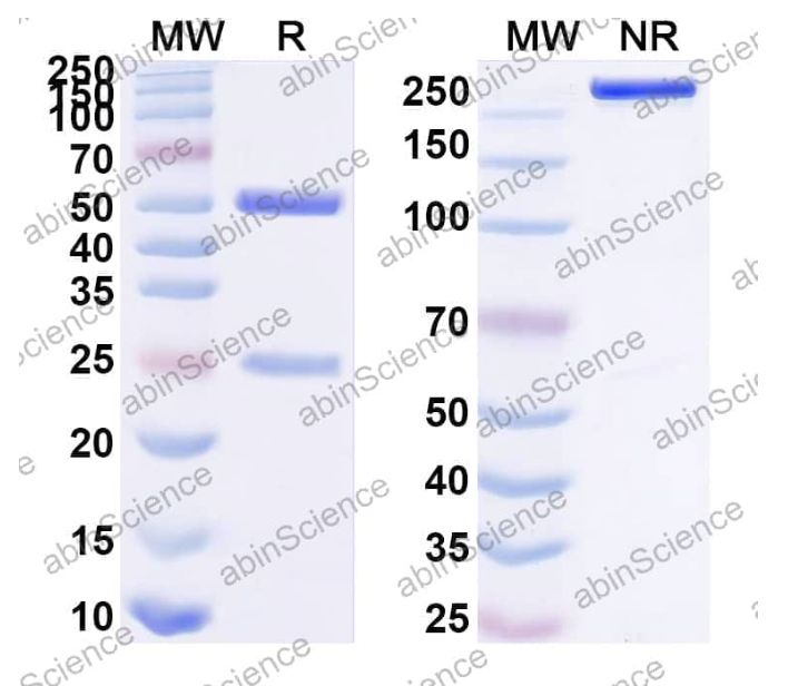 Abinscience InVivoMAb Anti-Human ErbB3/Her3 Antibody (Iv0184) (HB116010-1mg)