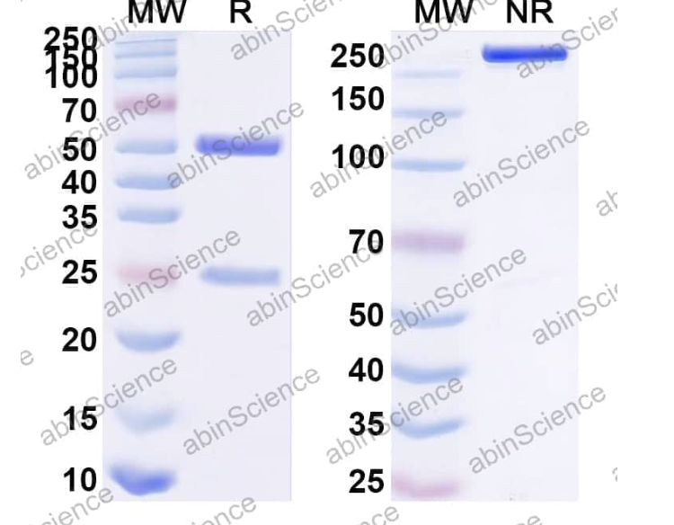 Abinscience InVivoMAb Anti-ZIKV/DENV NS1c Antibody (1G5) (VK656010-50ug)