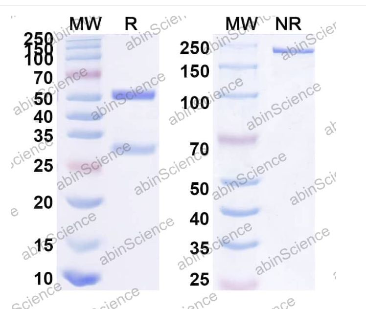 Abinscience InVivoMAb Anti-SuHV-1 gH/Envelope glycoprotein H Antibody (D6.3) (VK485010-50ug)