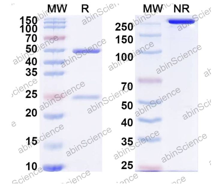 Abinscience InVivoMAb Anti-Human PRL-1/PTP4A1 Antibody (Iv0169) (HP631010-100ug)