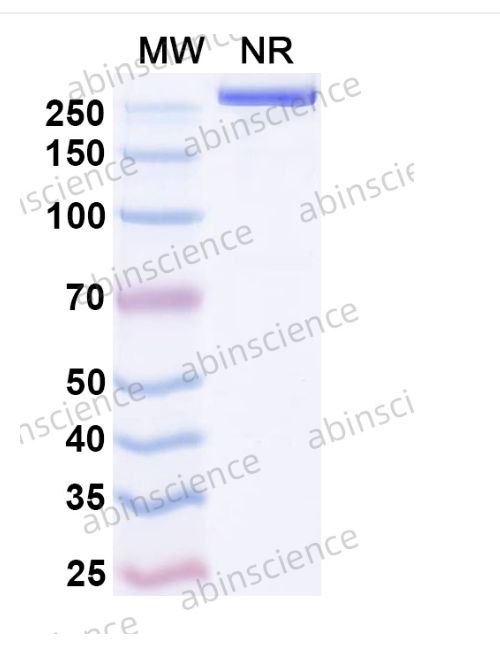 Abinscience InVivoMAb Anti-SARS-CoV-2 S2 Protein Antibody (S2P6) (VK749020-50ug)